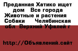 Преданная Хатико ищет дом - Все города Животные и растения » Собаки   . Челябинская обл.,Верхний Уфалей г.